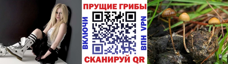 что такое   Карабаново  Галлюциногенные грибы Cubensis 