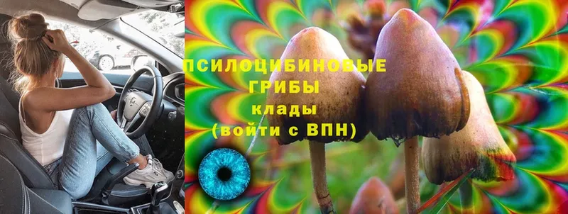 shop телеграм  Карабаново  Псилоцибиновые грибы Psilocybe 